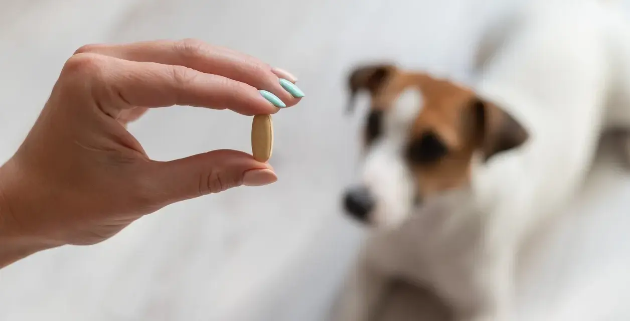 Une main tient une pilule, peut-être du meloxicam pour chien, devant un Jack Russell terrier flou.