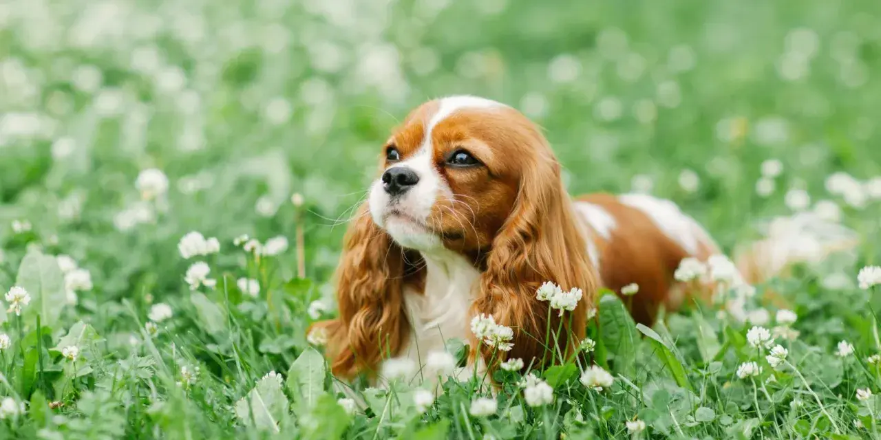 Un adorable cocker king charles, au pelage roux et blanc, se repose paisiblement dans un champ d'herbe verte parsemé de petites fleurs blanches.