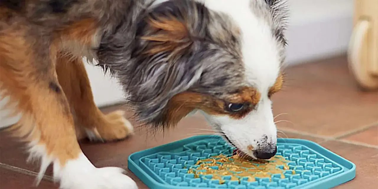 Un chien savoure du beurre de cacahuète sur un tapis de léchage bleu. Un excellent moyen de divertir votre chien, voici mon tapis de léchage chien avis.