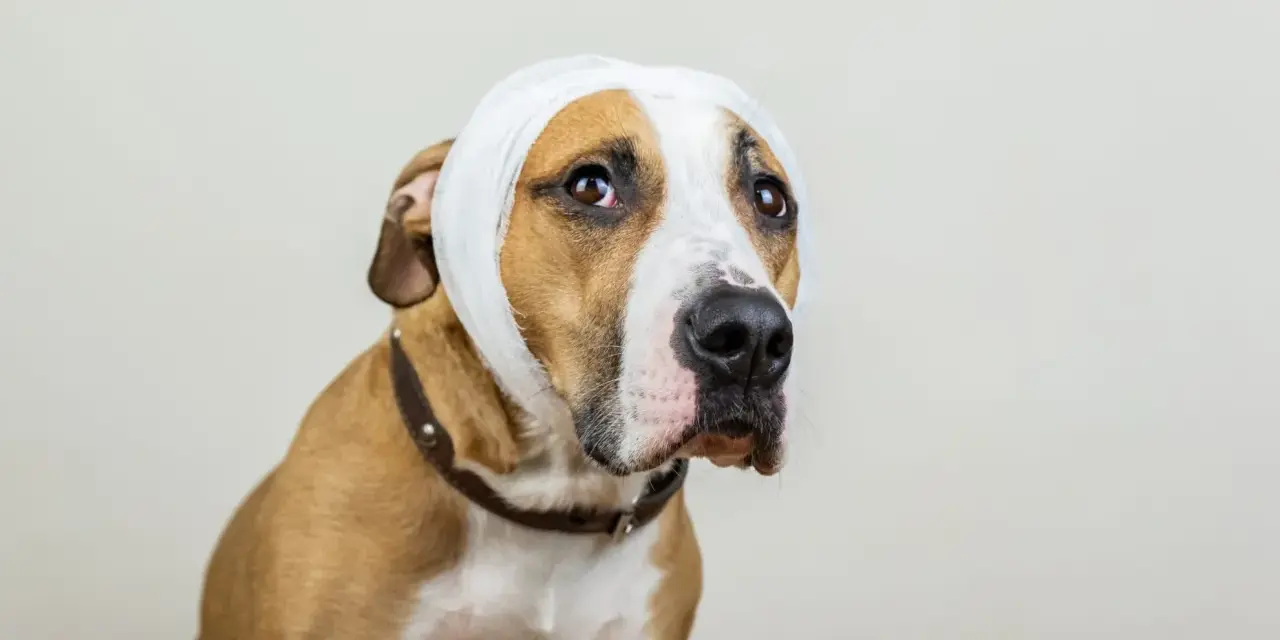 Un chien au pelage brun et blanc porte un bandage blanc autour de la tête, peut-être suite à un hématome. Il regarde tristement sur le côté.