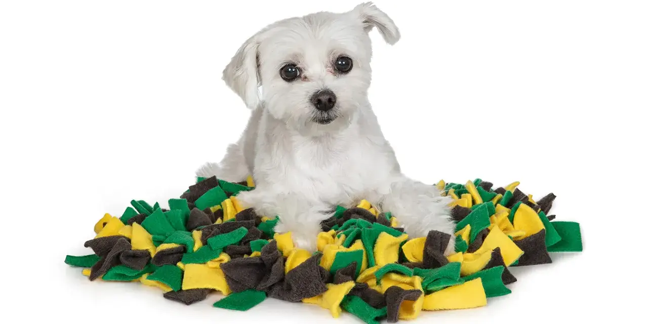 Un petit chien blanc est allongé sur un tapis de recherche pour chien aux couleurs vives, vert, jaune et gris.