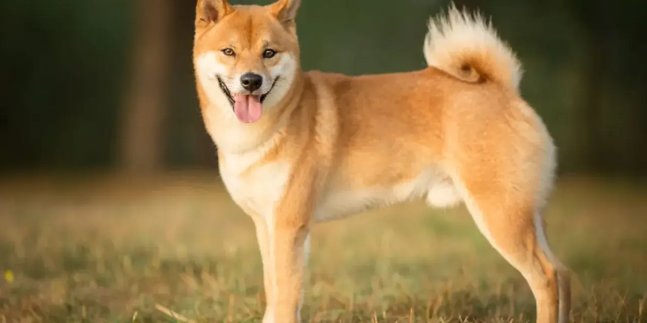 Un adorable shiba inu roux, la langue sortie, se tient fièrement dans un champ d'herbe verte.