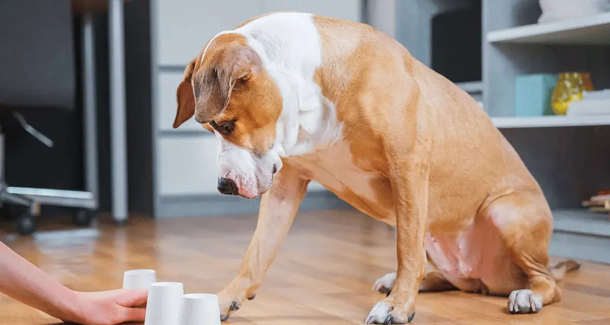 Un chien brun et blanc joue à un jeu de gobelets avec un humain. Il essaie de deviner où se trouve le jeu snack caché.