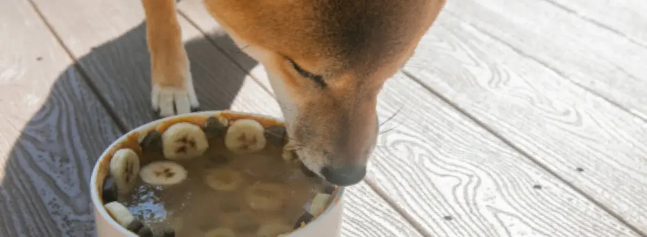 Un chien Shiba Inu savoure un bol rempli de bananes et de ce qui semble être des abats pour chien.