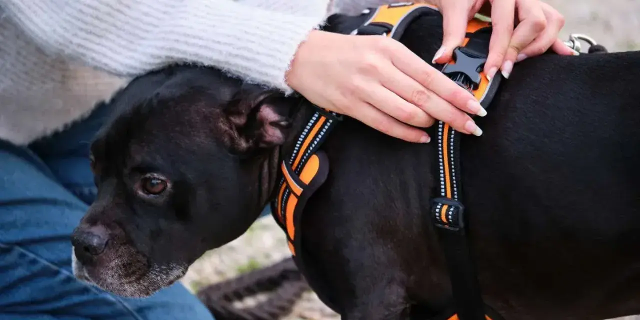 Mains ajustant un harnais chien déconseillé sur un chien noir. Le harnais est orange et noir, avec des bandes réfléchissantes.
