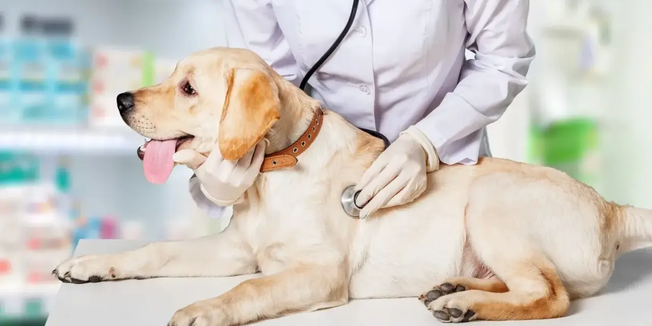 Un vétérinaire examine un chien pour un éventuel blocage urinaire. Le traitement est essentiel pour le bien-être de l'animal.