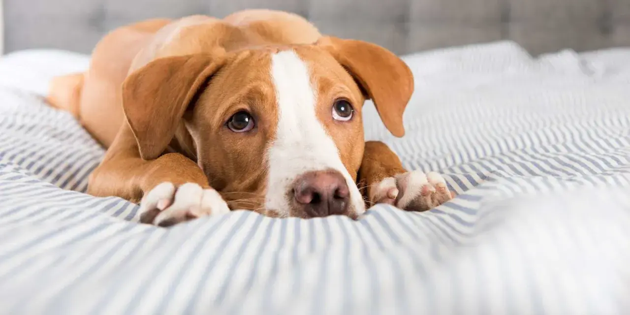 Chien brun et blanc couché sur un lit rayé, l'air fatigué. Il pourrait souffrir d'une gastro-entérite chien durée.