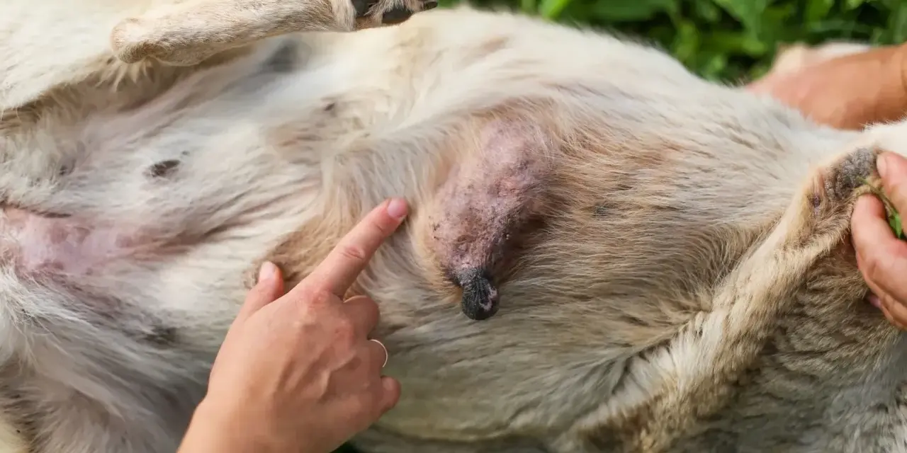 Un doigt pointe une tumeur sur le ventre d'un chien. Le chien est couché sur le dos, sur de l'herbe verte.