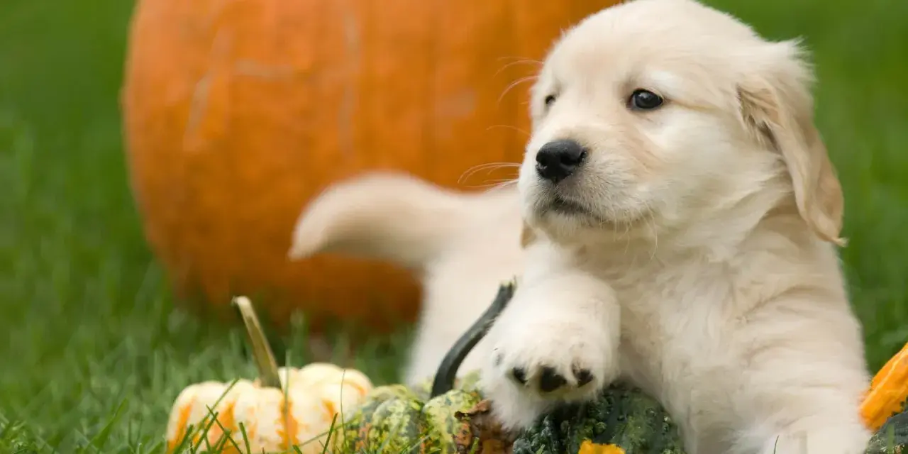 Un adorable chiot golden retriever se repose parmi des citrouilles et des courges sur l'herbe verte.