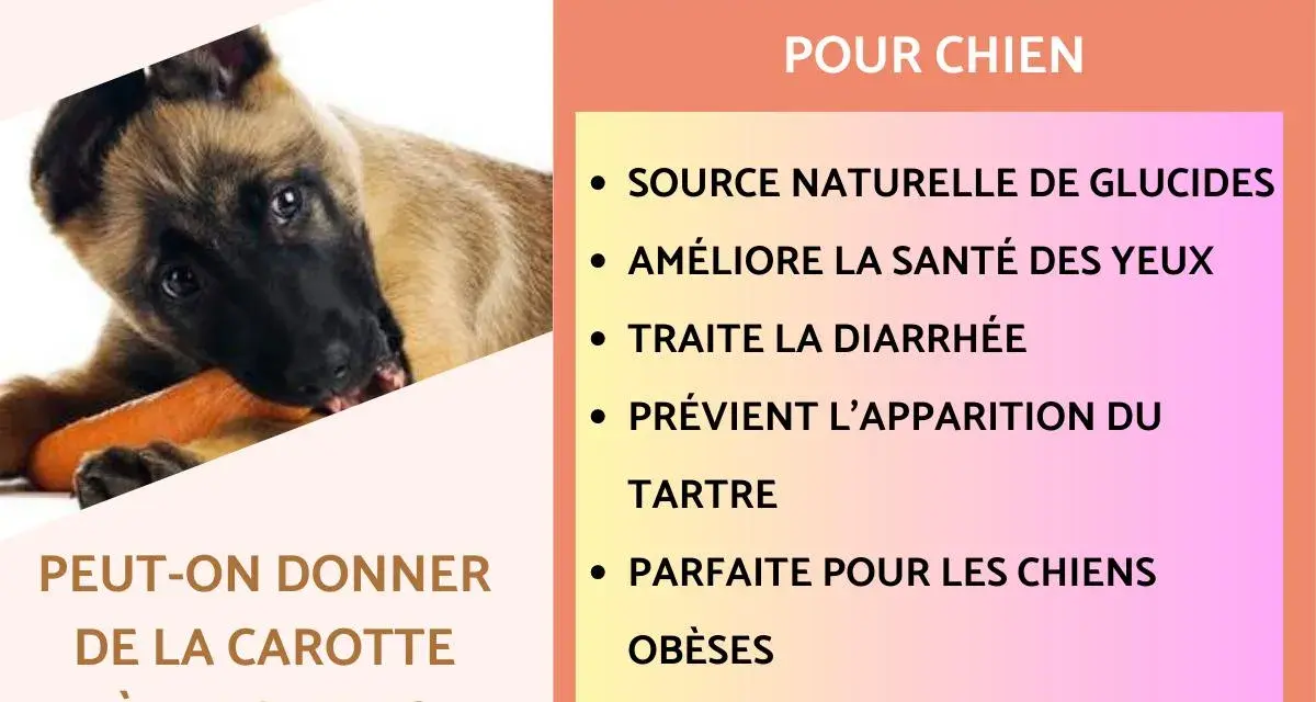 Un chiot mange une carotte, découvrant les bienfaits de ce légume pour un chien.