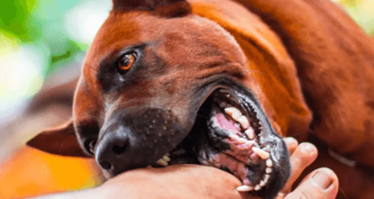 Mon chien mord, ses crocs acérés s'enfoncent dans ma main. Un jeu un peu trop vif, mais l'amour est là.