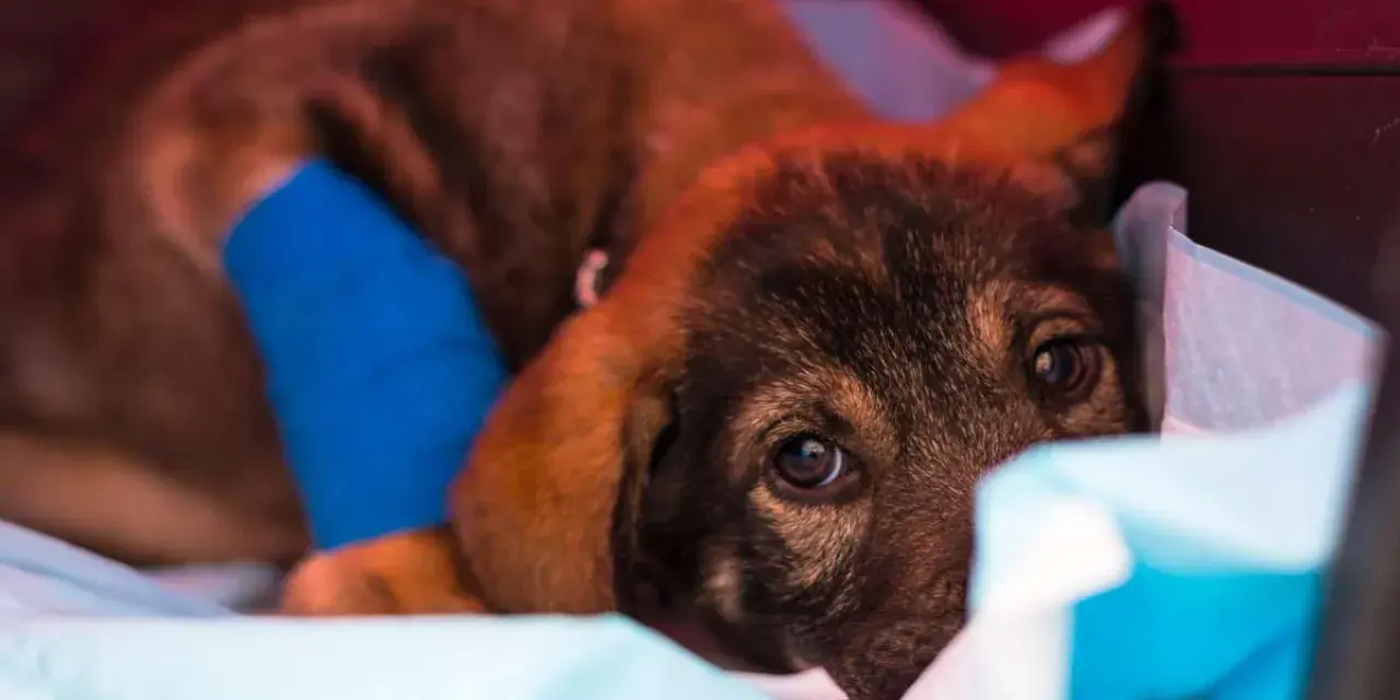 Un chiot malade, la patte bandée de bleu, se repose. La parvovirose peut durer plusieurs semaines.