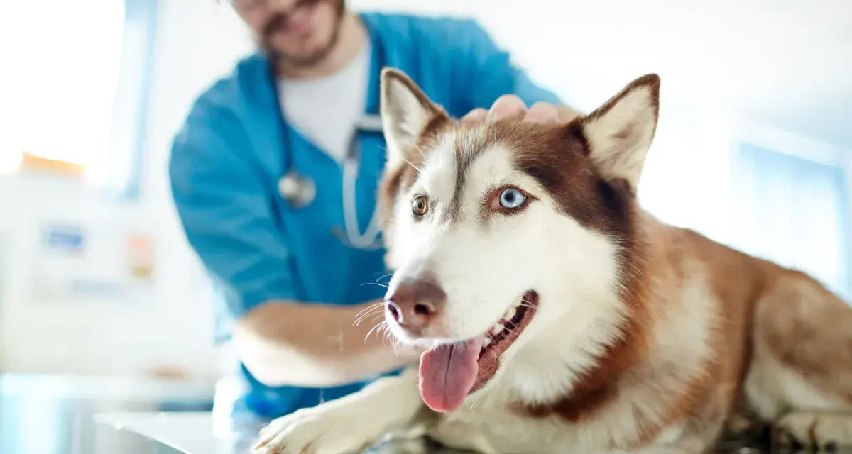 Un vétérinaire caresse un husky aux yeux vairons, prêt pour quand stériliser une chienne.