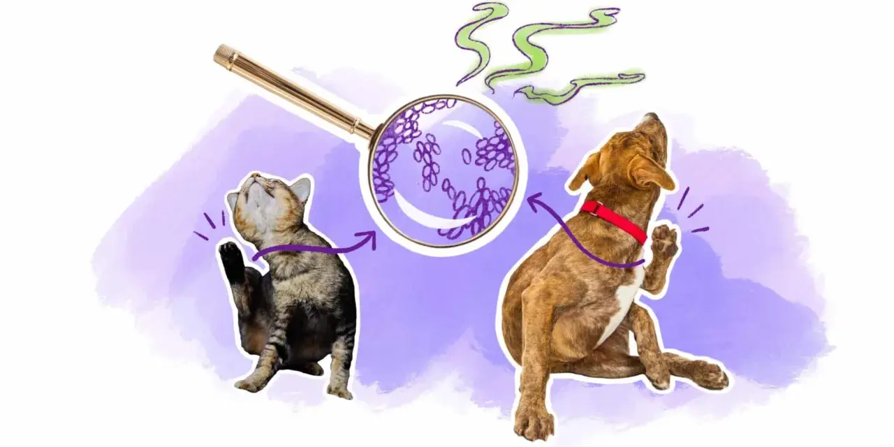 Un chat et un chien se grattent, sous une loupe, des levures de malassezia chien sont visibles, suggérant une cause d'irritation.