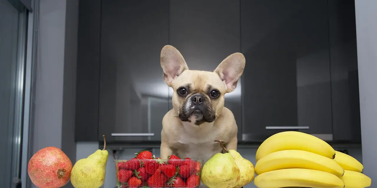 Un bouledogue français regarde des fruits : grenade, poires, fraises et bananes. Un légume riche en fibre pour chien, comme la courgette, serait aussi une bonne option.
