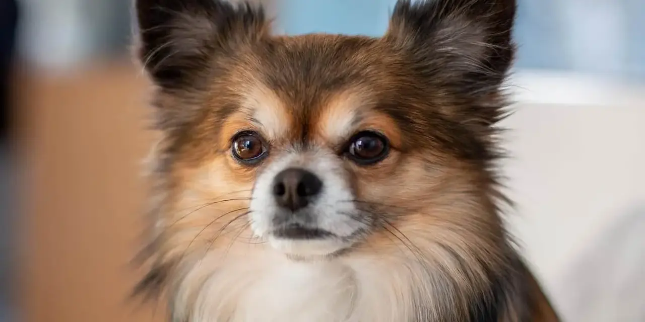 Un adorable chien chihuahua aux grands yeux curieux et aux oreilles dressées, avec un pelage long et soyeux.