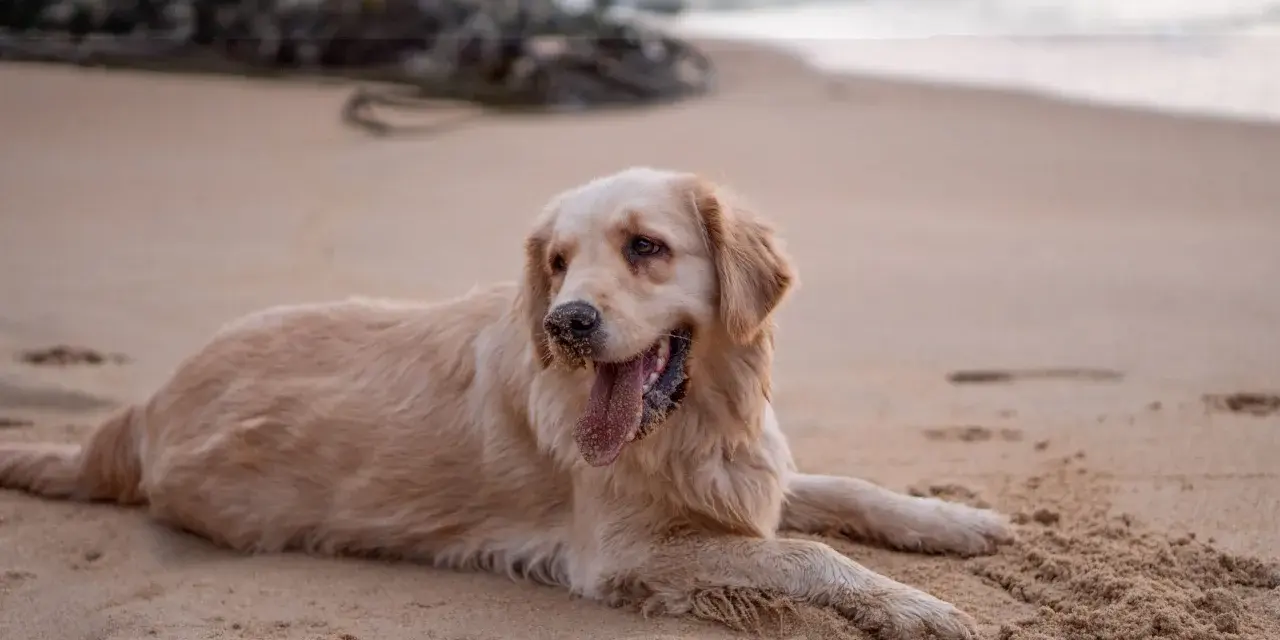 Un chien golden retriever se repose sur le sable chaud de la plage, la langue pendante et les pattes couvertes de sable.