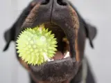 Un chiot de 3 mois s'amuse avec son jouet hérissé, un ballon vert vif qu'il tient fermement dans sa gueule.