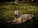 Un golden retriever boueux se repose sur l'herbe. Il a l'air heureux, comme si mon chien sent le fromage après une bonne journée de jeu.