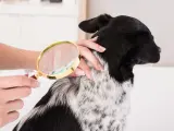 Une main examine le pelage d'un chien avec une loupe, cherchant des poux.