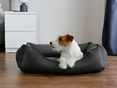 Un Jack Russell terrier blanc et roux se repose dans quel panier pour chien, un couchage gris confortable sur un parquet en bois.