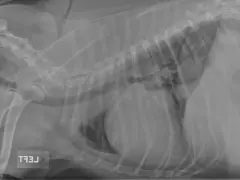 Radiographie latérale d'un chien montrant un œdème pulmonaire. Les poumons apparaissent opaques, signe d'une accumulation de liquide.