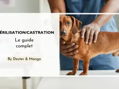 Un guide complet sur la stérilisation et la castration chimique du chien. Un vétérinaire examine un chien teckel.