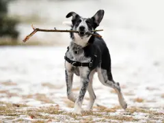 Chien joueur, tout excité, court avec un bâton dans la gueule, portant un harnais en t noir.
