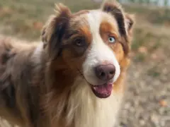 Berger australien aux yeux vairons, curieux de savoir à quel âge un berger australien se calme.