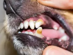Dents jaunies et abîmées d'un chien, signe d'un danger potentiel pour sa santé, peut-être lié à des jouets comme un Benebone.