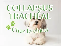 Un chien blanc aux poils longs regarde l'objectif. Le texte "COLLAPSUS TRACHÉAL Chez le chien" est superposé. L'espérance de vie est affectée.