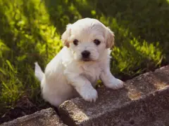 Adorable chiot blanc assis sur des pierres, dans l'herbe. Il est encore jeune, mais on se demande à quel âge un chiot est propre la nuit.