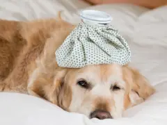 Un golden retriever malade, avec une poche de glace sur la tête, se repose. Combien de temps dure un rhume chez le chien ?