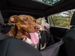 Deux chiens, dont un brun avec la langue pendante, semblent un peu stressés en voiture, regardant par la fenêtre.