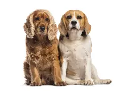Un beagle et un cocker, deux amis fidèles, posent côte à côte sur fond blanc.