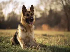 Un magnifique berger allemand, assis dans l'herbe dorée, le soleil couchant illuminant son pelage.