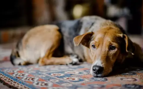 Un chien au pelage brun et gris repose sur un tapis, l'air abattu. Son regard triste exprime un profond deuil.