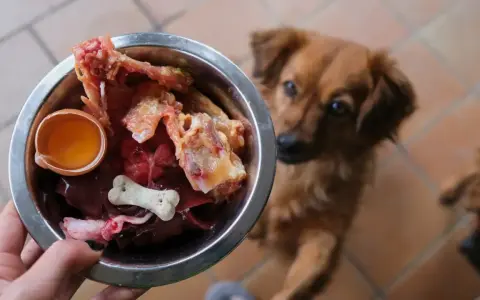 Un chien attend avec impatience sa gamelle de BARF : os, foie, œuf cru. Un repas naturel pour un toutou heureux.