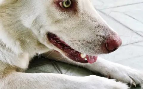 Gros plan sur mon chien qui tousse, le museau rose et l'œil vif. Il semble un peu fatigué.