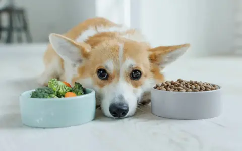 Un chien corgi regarde deux gamelles : une de légumes et une de croquettes. Il semble hésiter, peut-être préfère-t-il le barf chien ?