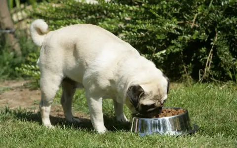 Un carlin mange dans sa gamelle. Attention à la moule verte, contre-indication pour le chien.
