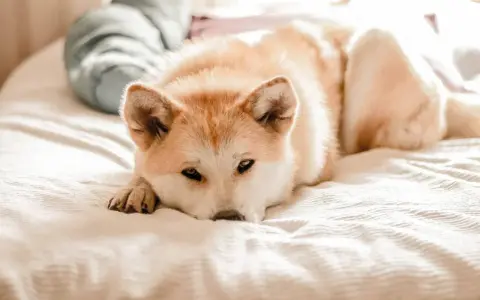 Un chien stressé, un Akita Inu, repose sur un lit, le regard lointain.