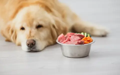 Un chien doré regarde un bol de viande crue et de légumes. Attention, ce régime peut présenter un danger de vomissements.