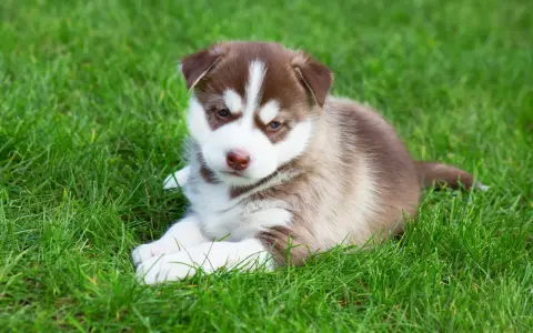 Adorable husky de Sibérie, chiot aux yeux bleus, se repose sur l'herbe verte.