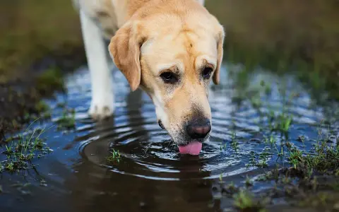 Un chien boit dans une flaque d'eau stagnante, risquant une maladie.