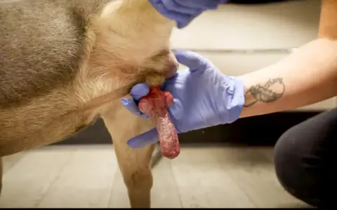 Gros plan sur un chien en érection, tenu par des mains gantées.