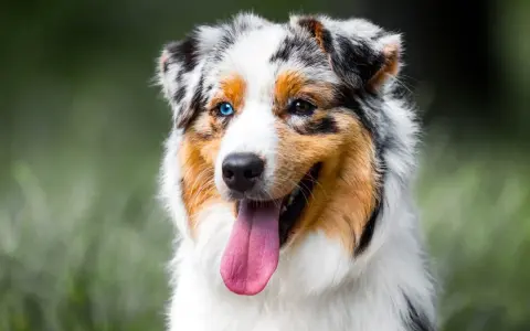 Un Berger Australien, un des chiens préférés des Français, avec ses yeux de couleurs différentes et sa langue rose pendante.