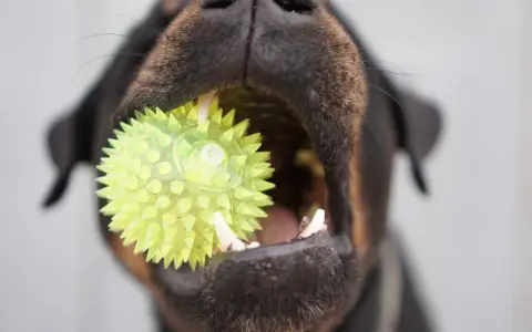 Un chiot de 3 mois s'amuse avec son jouet hérissé, un ballon vert vif qu'il tient fermement dans sa gueule.