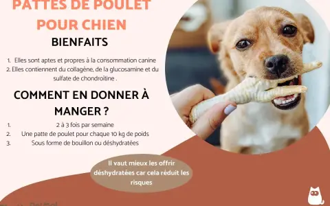 Un chien mignon mâchouille une patte de poulet. Les pattes de poulet pour chien sont bénéfiques, mais il faut faire attention au danger. Les offrir déshydratées réduit les risques.