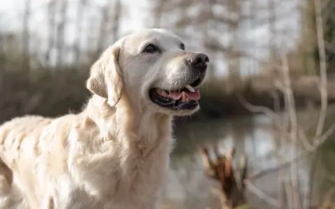 Un golden retriever heureux, profitant de l'extérieur. Une alimentation adaptée est essentielle pour son bien-être, surtout pour un chien stérilisé.